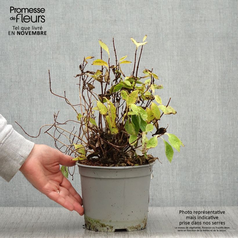 Exemplaar van Philadelphus coronarius Kostelec WB - Boerenjasmijn Pot van 3 l/4 l zoals geleverd in de herfst