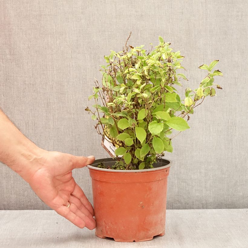Exemplaar van Philadelphus coronarius Kostelec WB - Boerenjasmijn Pot van 3 l/4 l zoals geleverd in de zomer