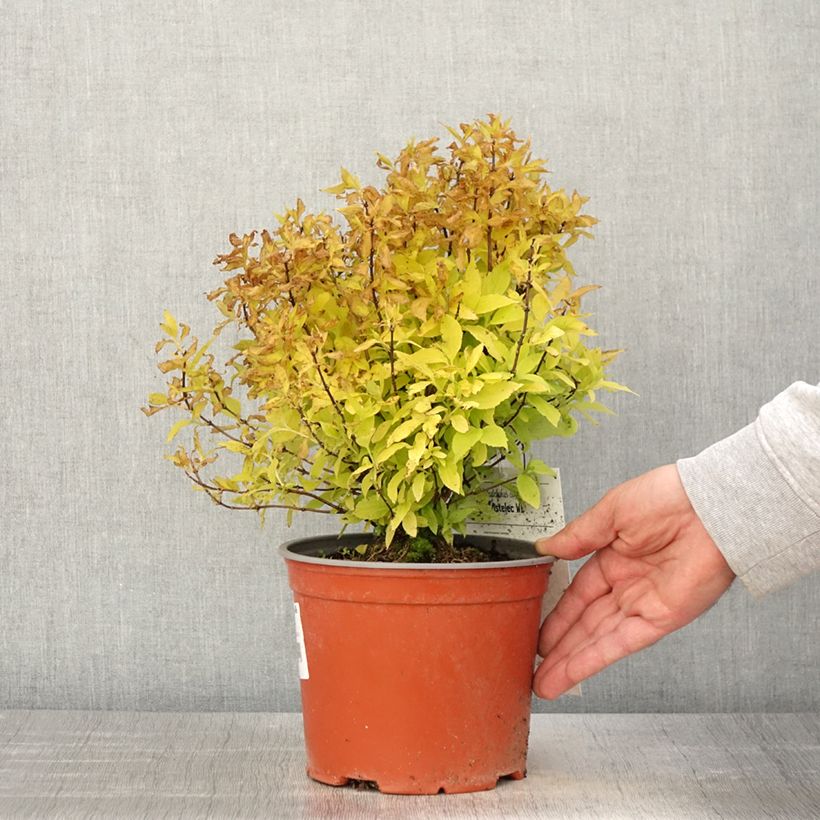 Exemplaar van Philadelphus coronarius Kostelec WB - Boerenjasmijn Pot van 3 l/4 l zoals geleverd in de lente