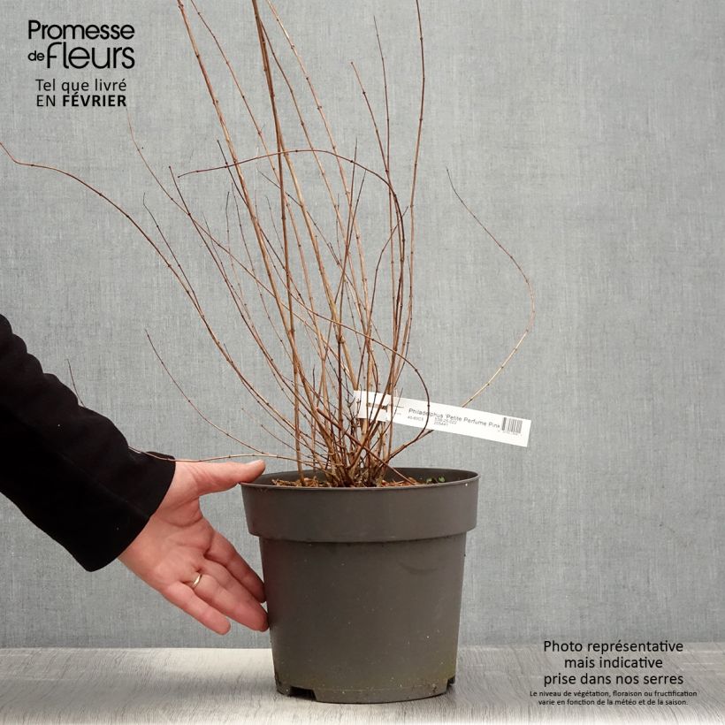 Example of Seringat des jardins - Philadelphus Petite Perfume Pink Pot van 3 l/4 l as you get in hiver