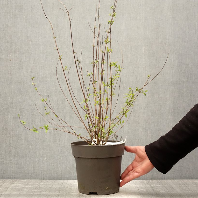 Exemplaar van Philadelphus Petite Perfume Pink - Boerenjasmijn Pot van 3 l/4 l zoals geleverd in de lente