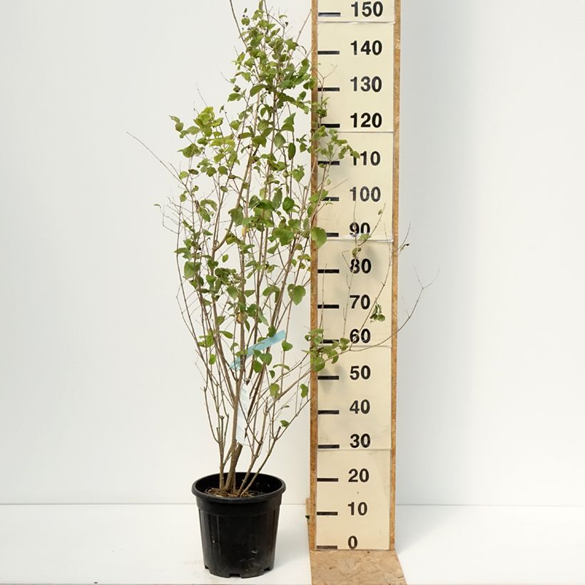 Exemplaar van Philadelphus virginalis Minnesota Snowflake - Boerenjasmijn Pot van 7,5 l/10 l zoals geleverd in de zomer