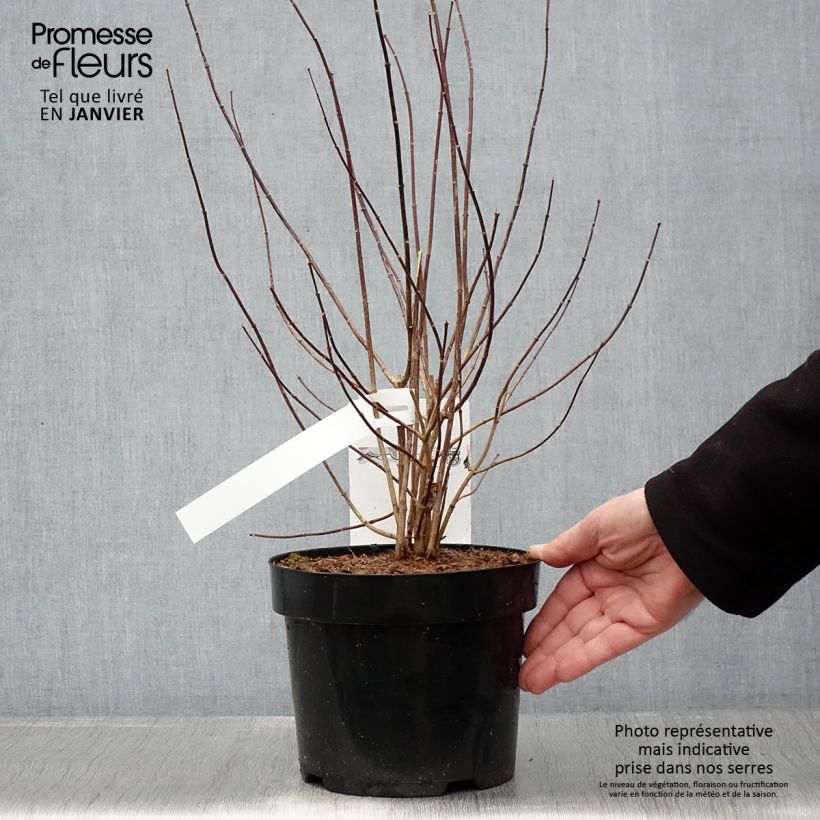 Example of Seringat - Philadelphus Beauclerk Pot van 2 l/3 l as you get in hiver