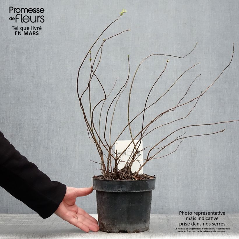 Exemplaar van Philadelphus Beauclerk - Boerenjasmijn Pot van 2 l/3 l zoals geleverd in de lente