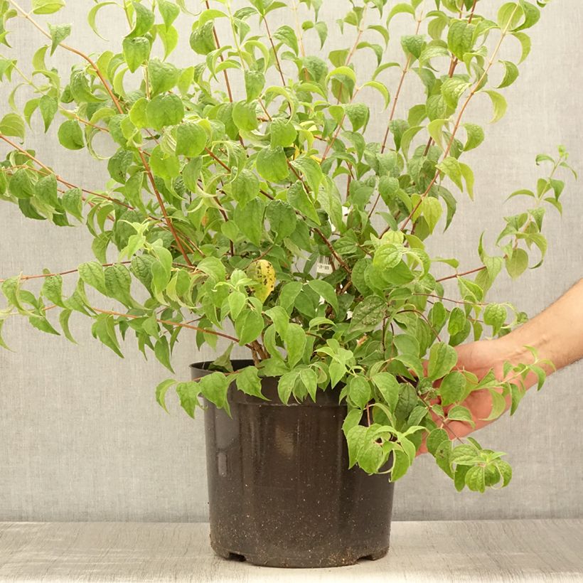 Exemplaar van Philadelphus Beauclerk - Boerenjasmijn Pot van 7,5 l/10 l zoals geleverd in de zomer