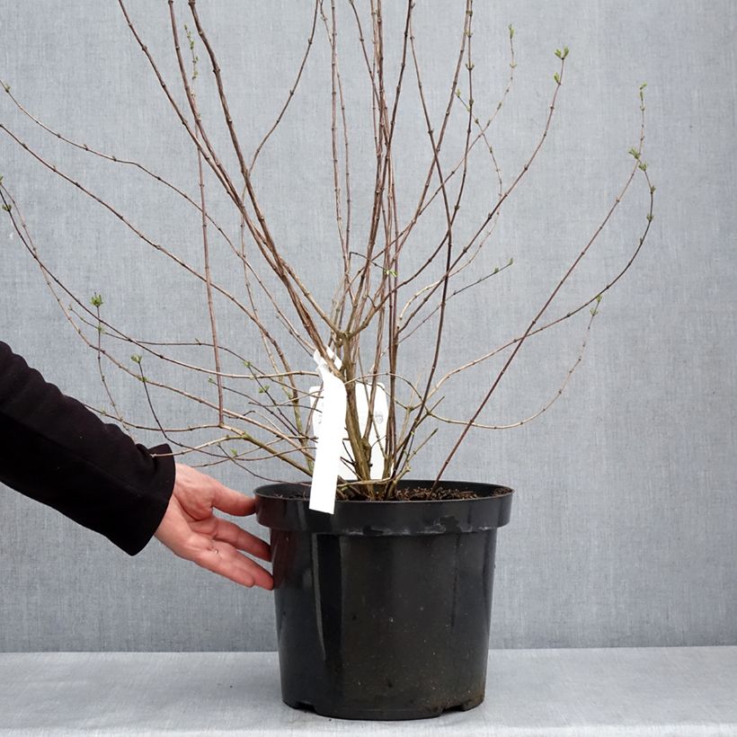 Exemplaar van Philadelphus Beauclerk - Boerenjasmijn Pot van 7,5 l/10 l zoals geleverd in de lente