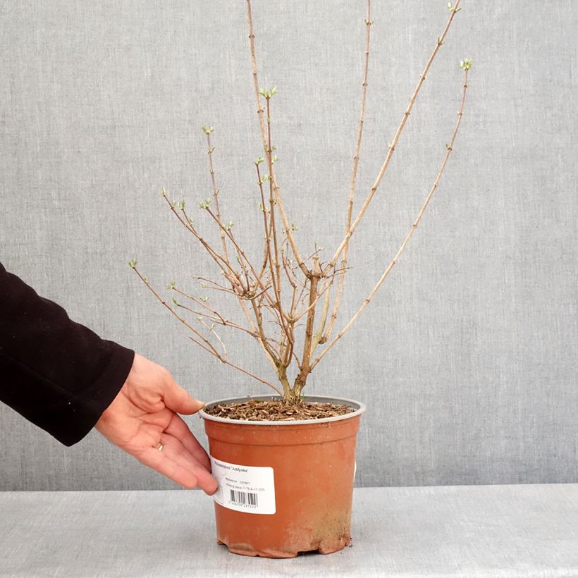 Exemplaar van Philadelphus coronarius Justynka - Boerenjasmijn Pot van 3 l/4 l zoals geleverd in de lente