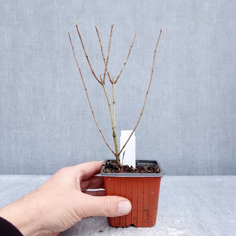 Exemplaar van Philadelphus Frosty Morn - Boerenjasmijn Kweekpotje van 8/9 cm zoals geleverd in de winter