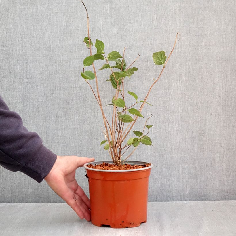 Example of Seringat - Philadelphus Komsomolec Pot van 3 l/4 l as you get in automne