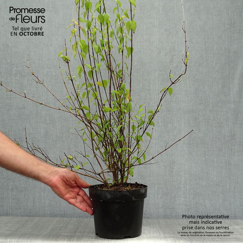 Exemplaar van Seringat - Philadelphus polyanthus Mont Blanc Pot de 3L/4L zoals geleverd in de herfst