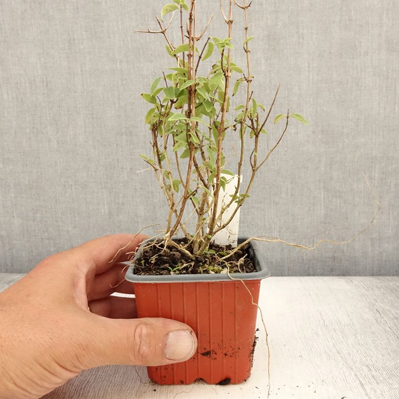 Exemplaar van Philadelphus Silberregen - Boerenjasmijn Kweekpotje van 8/9 cm zoals geleverd in de zomer
