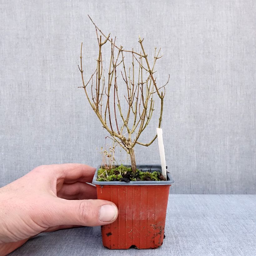 Example of Seringat - Philadelphus Silberregen Kweekpotje van 8/9 cm as you get in hiver