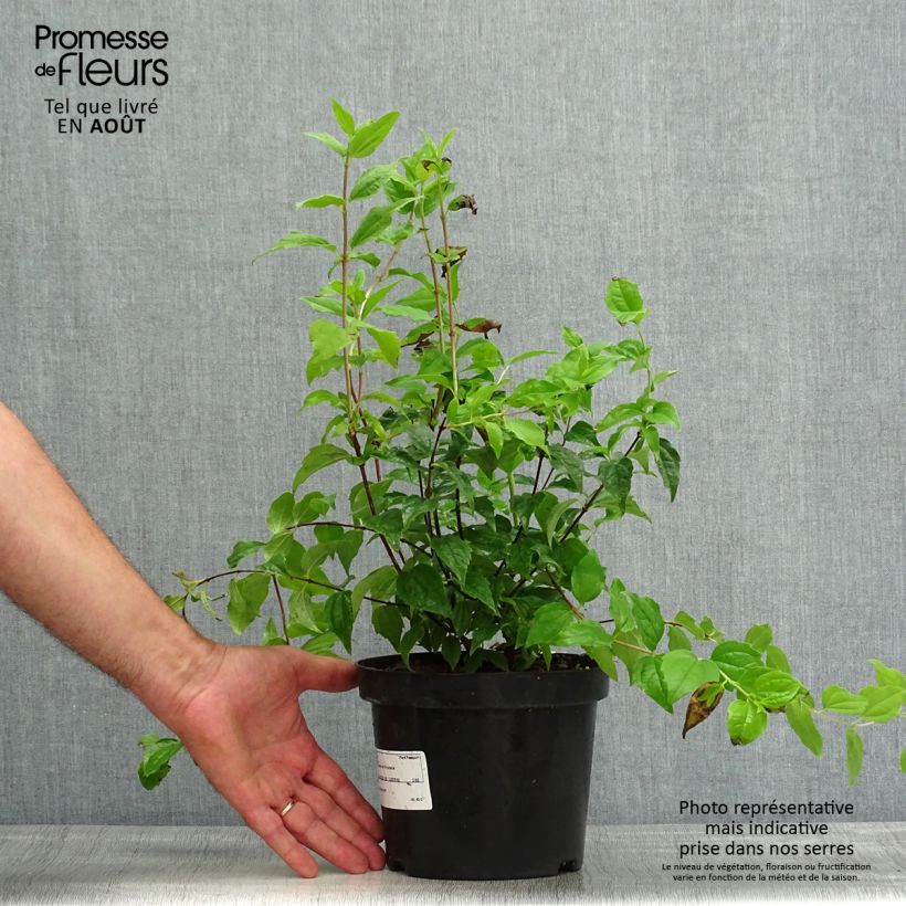 Exemplaar van Philadelphus Snowbelle - Boerenjasmijn Pot van 2 l/3 l zoals geleverd in de zomer