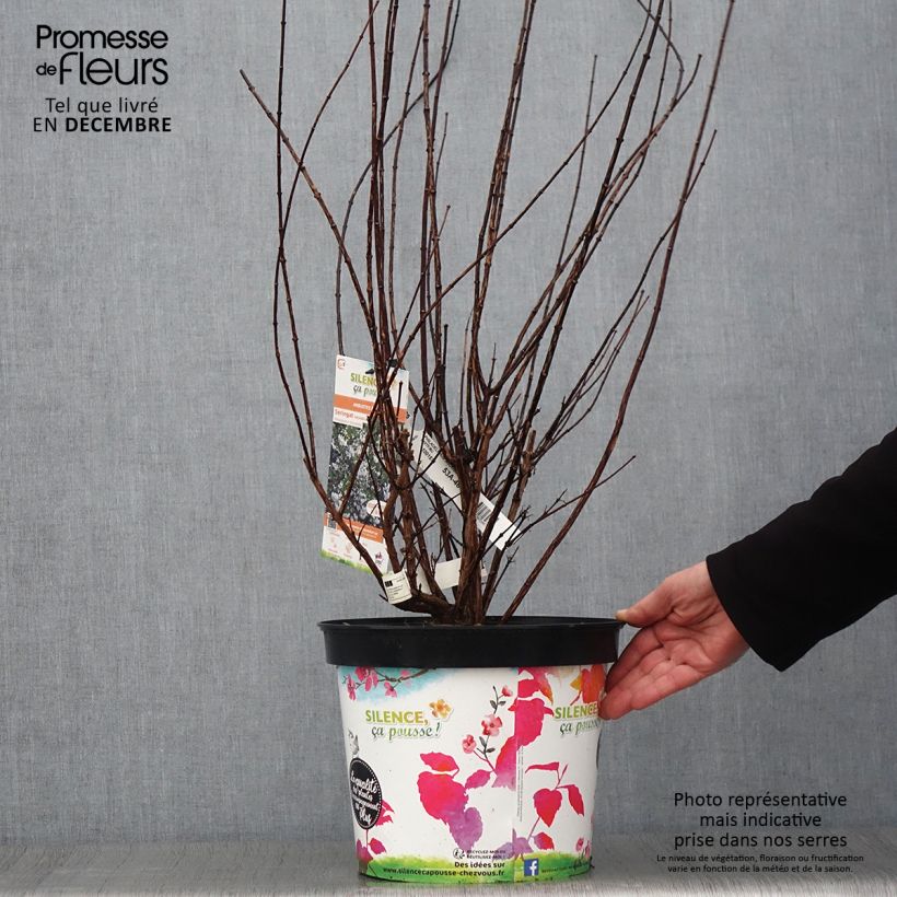 Exemplaar van Philadelphus Snowbelle - Boerenjasmijn Pot van 7,5 l/10 l zoals geleverd in de herfst
