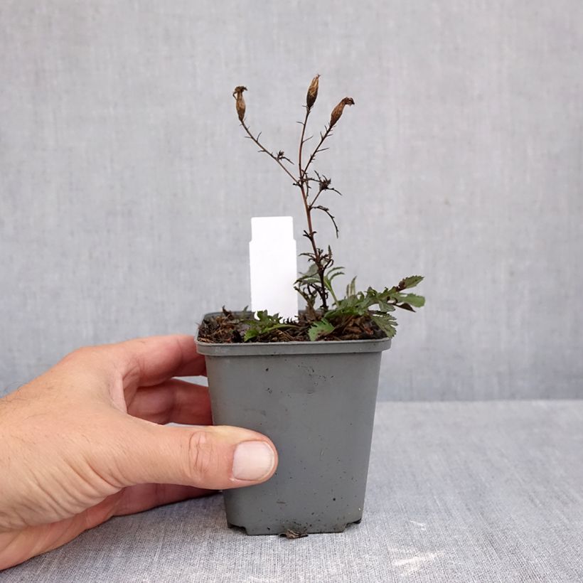 Exemplaar van Serratula seoanei - Zaagblad Kweekpotje van 8/9 cm zoals geleverd in de herfst