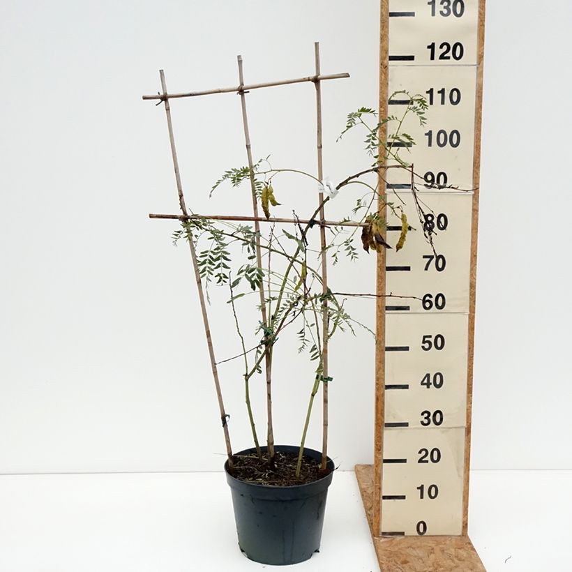 Exemplaar van Sesbania punicea - Flamboyant d'Hyères Pot van 7,5 l/10 l zoals geleverd in de herfst