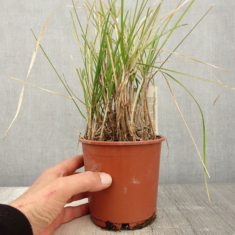 Exemplaar van Sesleria argentea - Blauwgras Pot van 1 l/1,5 l zoals geleverd in de lente