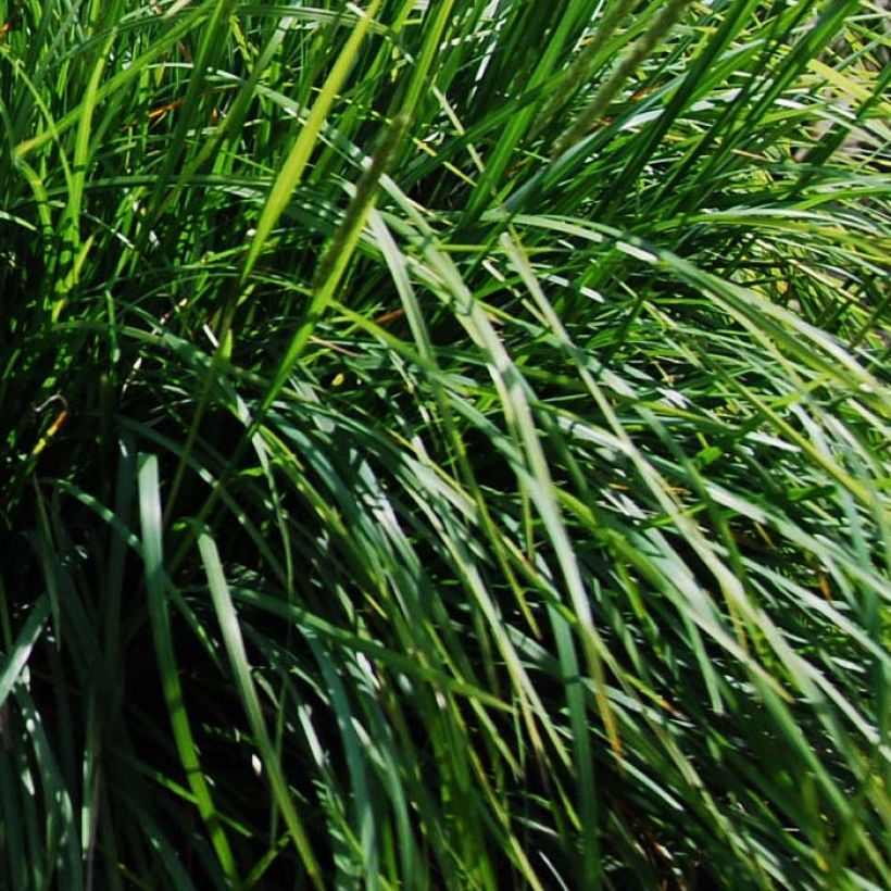 Sesleria autumnalis - Blauwgras (Foliage)