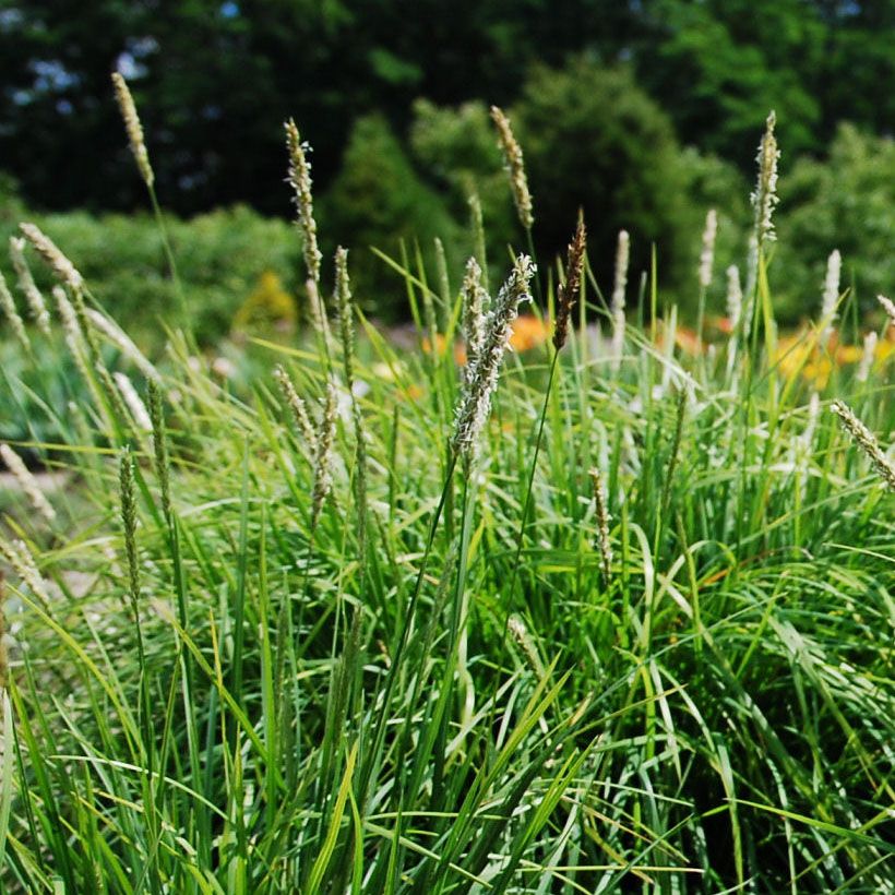 Sesleria autumnalis - Blauwgras (Flowering)