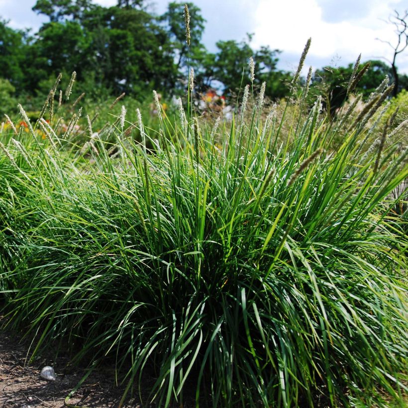 Sesleria autumnalis - Blauwgras (Plant habit)