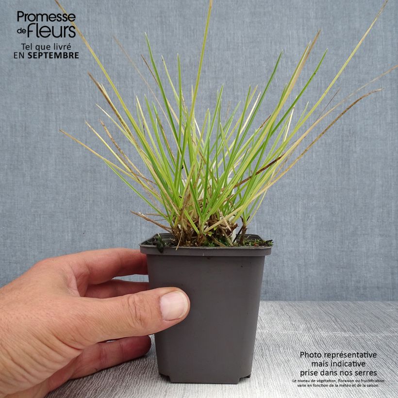 Exemplaar van Sesleria autumnalis - Blauwgras Kweekpotje van 8/9 cm zoals geleverd in de zomer