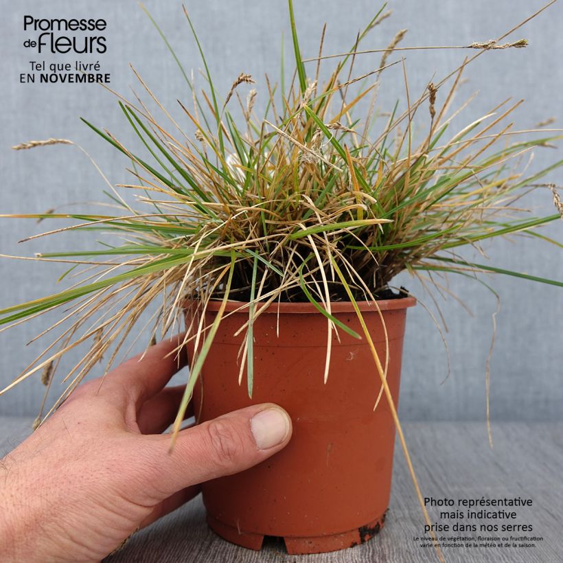 Exemplaar van Sesleria caerulea - Blauwgras Pot van 1 l/1,5 l zoals geleverd in de herfst