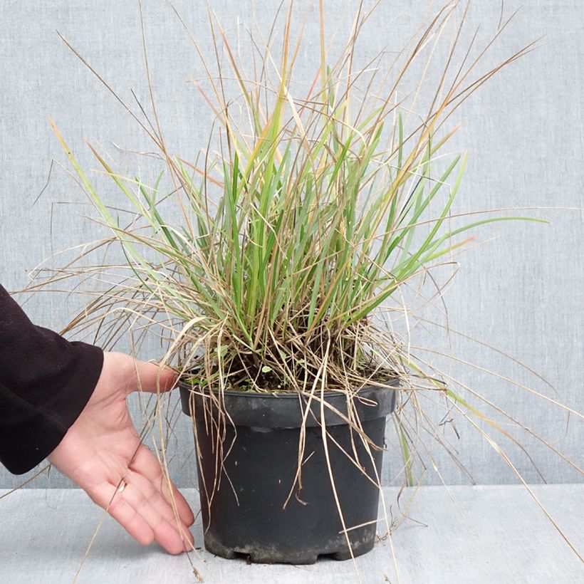 Exemplaar van Sesleria heufleriana - Blauwgras Pot van 2 l/3 l zoals geleverd in de herfst