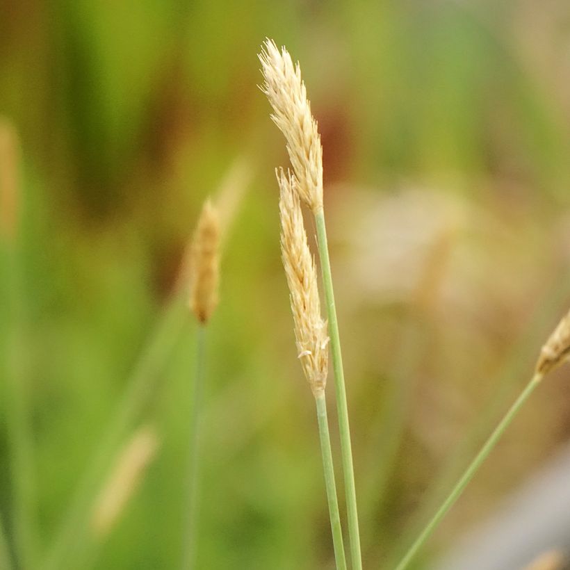 Sesleria nitida - Blauwgras (Bloei)