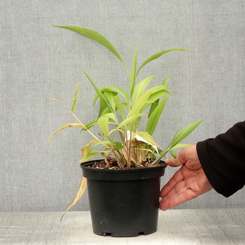 Exemplaar van Setaria palmifolia - Palmgras Pot van 2 l/3 l zoals geleverd in de zomer