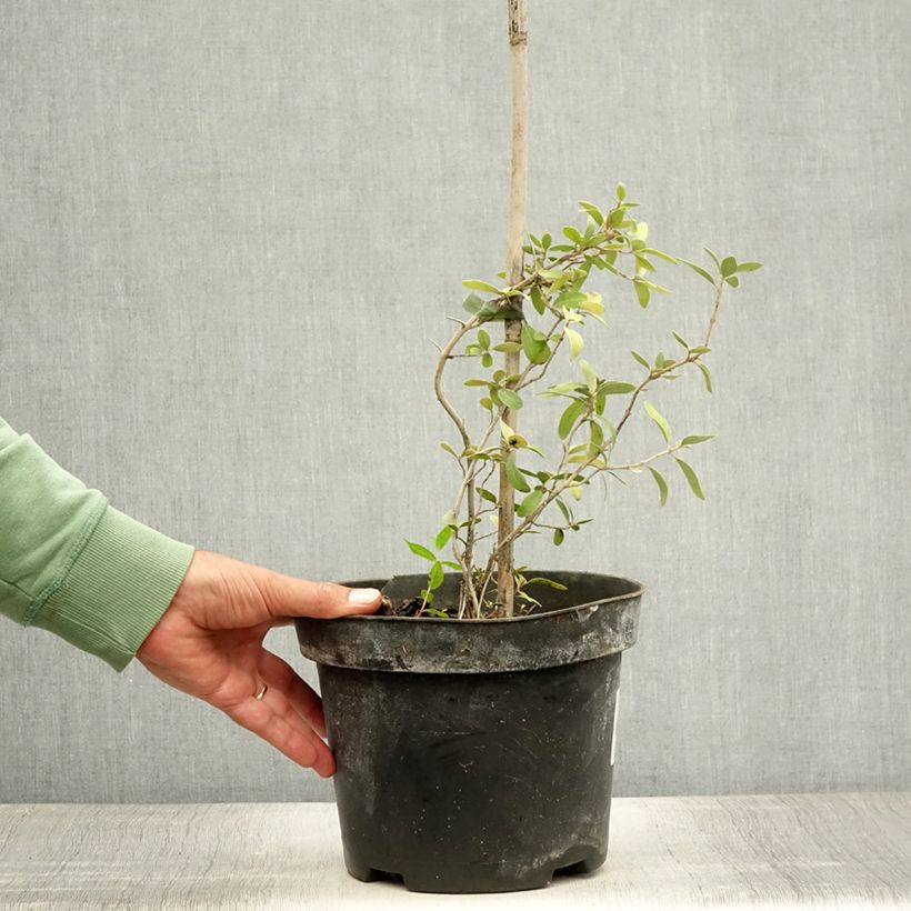 Exemplaar van Shepherdia argentea - Sépherdie argentée Pot van 3 l/4 l zoals geleverd in de zomer
