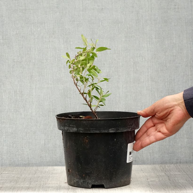 Example of Shepherdia argentea - Shépherdie argentée Pot van 3 l/4 l as you get in printemps