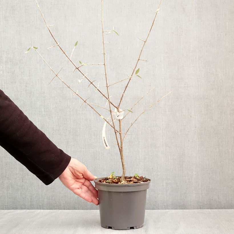 Exemplaar van Shepherdia argentea - Sépherdie argentée Pot van 3 l/4 l zoals geleverd in de herfst