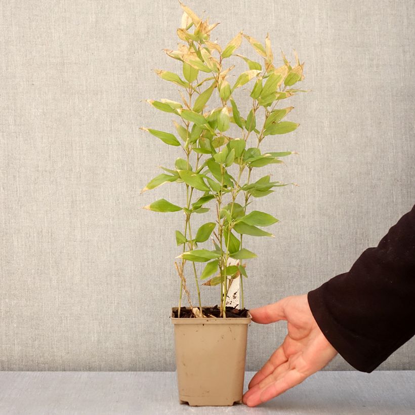 Exemplaar van Shibataea kumasaca - Bamboe Kweekpotje van 8/9 cm zoals geleverd in de lente