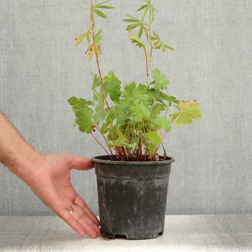 Exemplaar van Sidalcea Candy Girl - Griekse malva Pot van 2 l/3 l zoals geleverd in de zomer