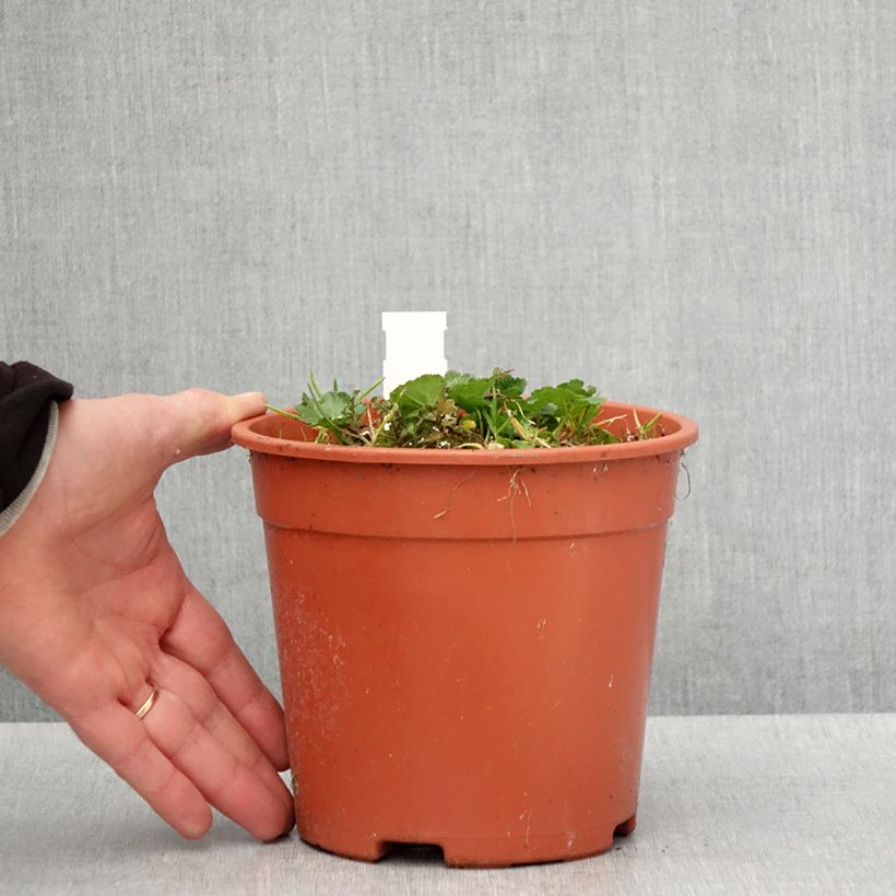 Exemplaar van Sidalcea malviflora Elsie Heugh - Griekse malva Pot van 2 l/3 l zoals geleverd in de lente