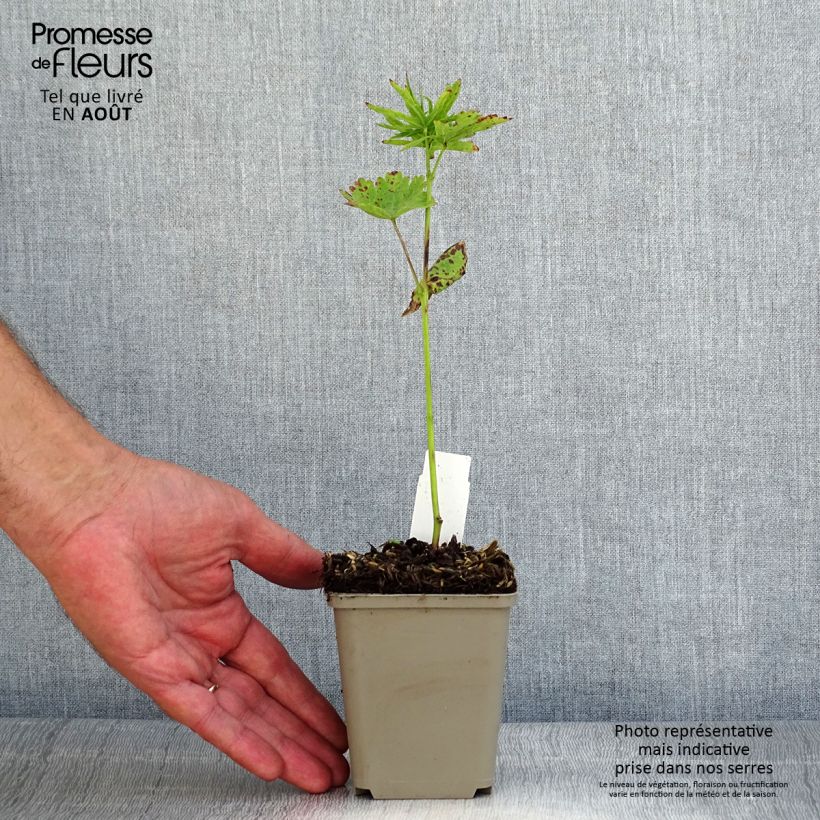 Exemplaar van Sidalcea oregana Brilliant - Griekse malva Kweekpotje van 8/9 cm zoals geleverd in de zomer