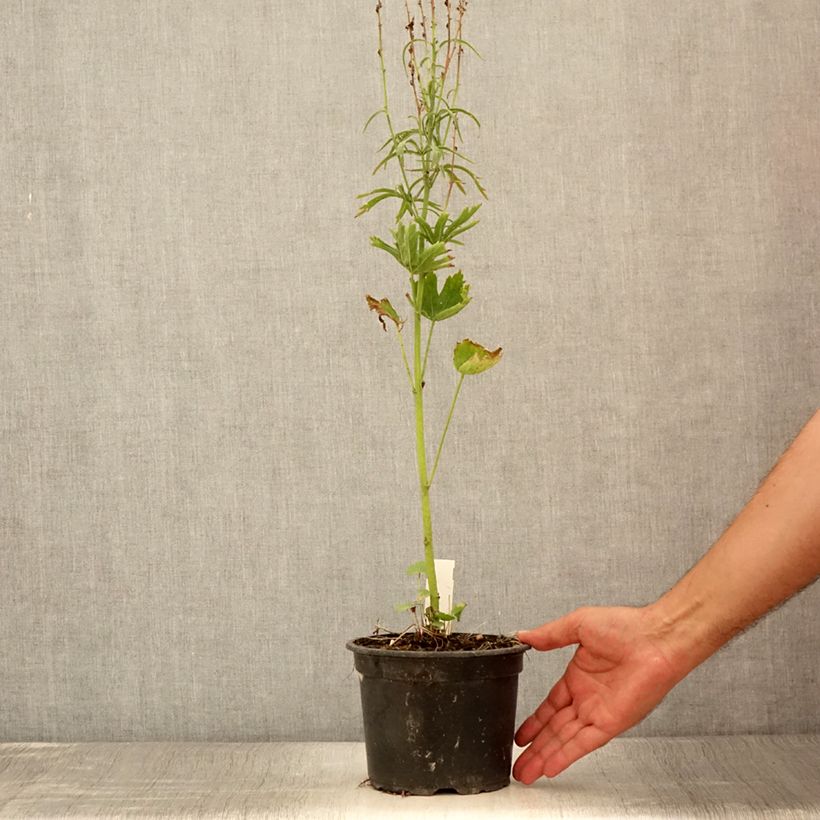 Exemplaar van Sidalcea oregana Brilliant - Griekse malva Pot van 2 l/3 l zoals geleverd in de zomer