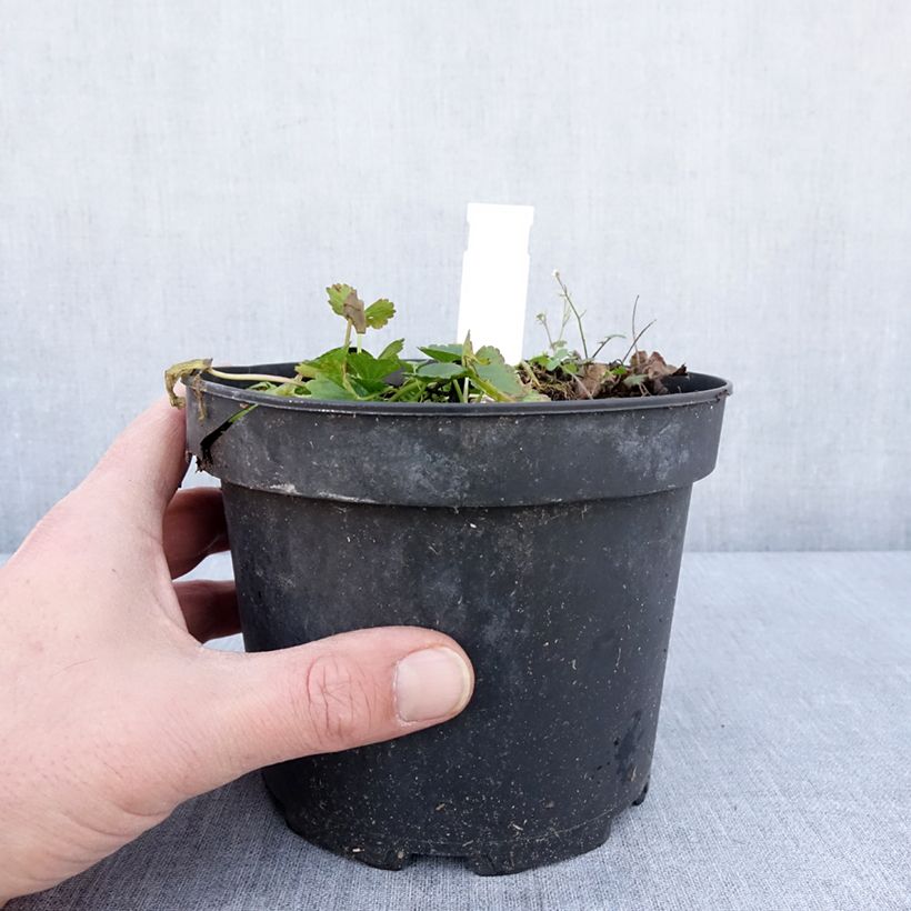 Example of Sidalcea oregana Brilliant - Sidalcée Pot van 2 l/3 l as you get in hiver