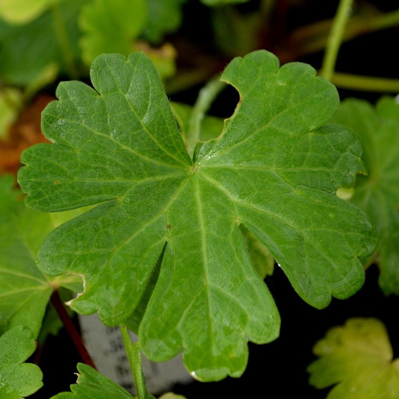 Sidalcea candida - Griekse malva (Foliage)