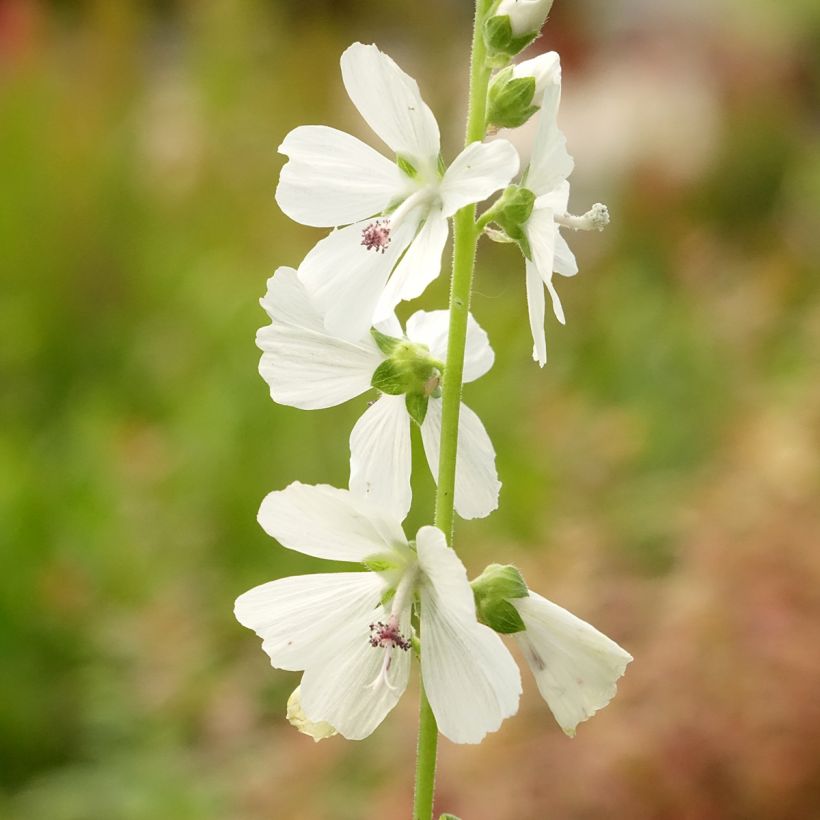 Sidalcea candida - Griekse malva (Bloei)