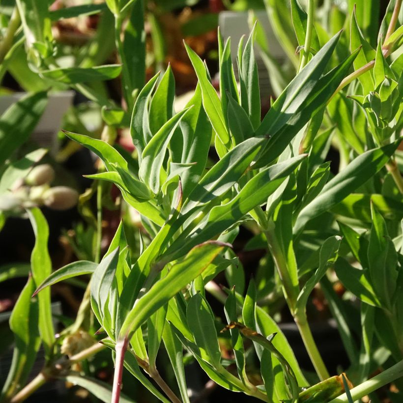 Silene vulgaris - Blaassilene (Blad)