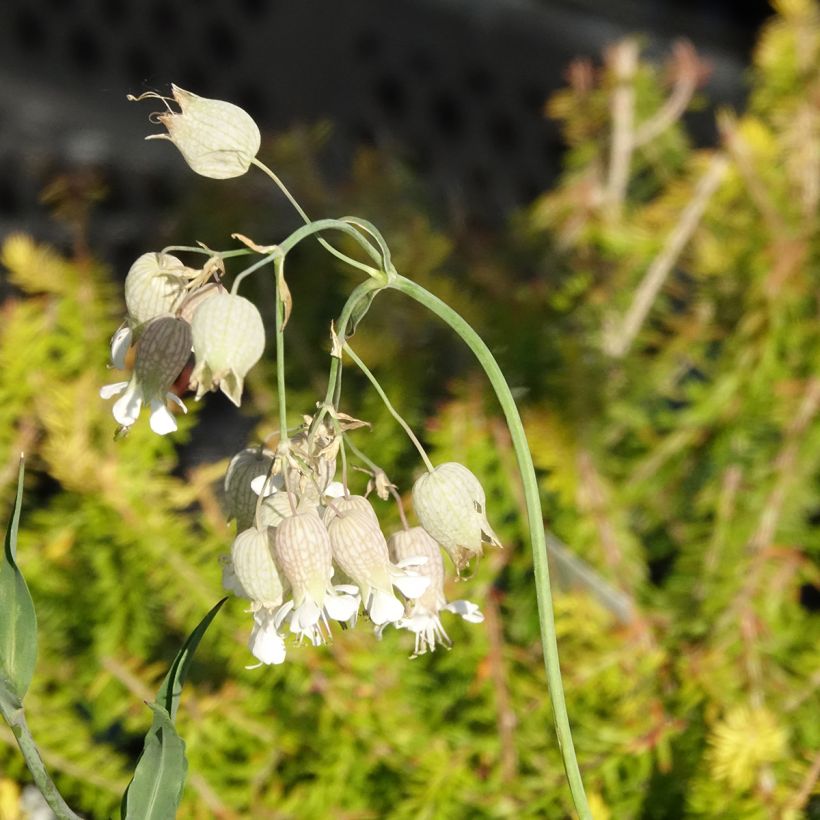 Silene vulgaris - Blaassilene (Bloei)