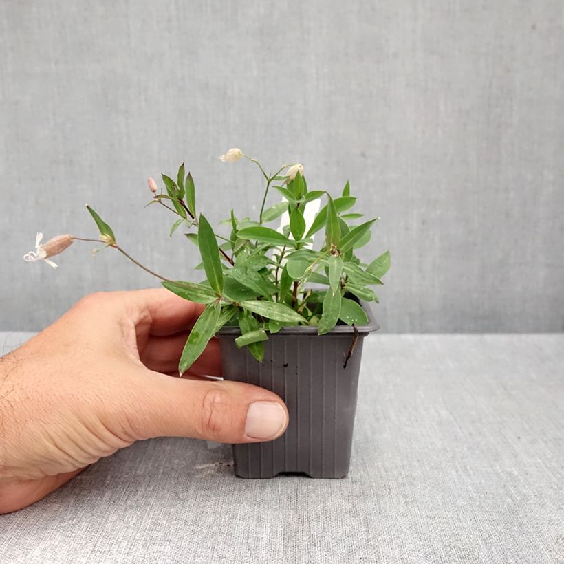 Exemplaar van Silene vulgaris - Blaassilene Kweekpotje van 8/9 cm zoals geleverd in de herfst