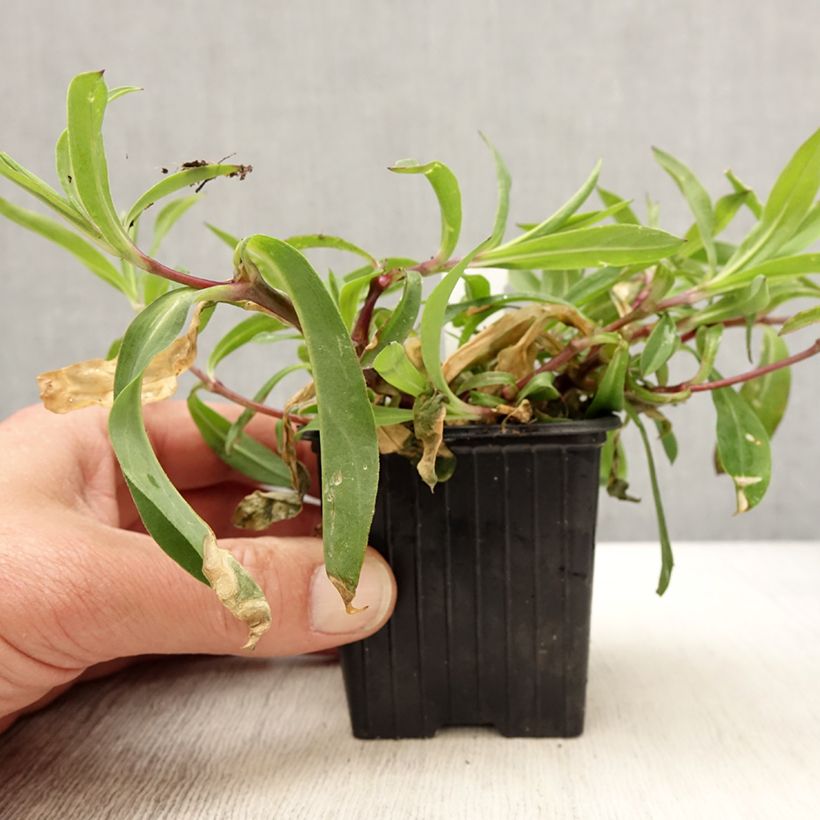 Example of Silène enflé ou commun - Silene vulgaris Kweekpotje van 8/9 cm as you get in printemps