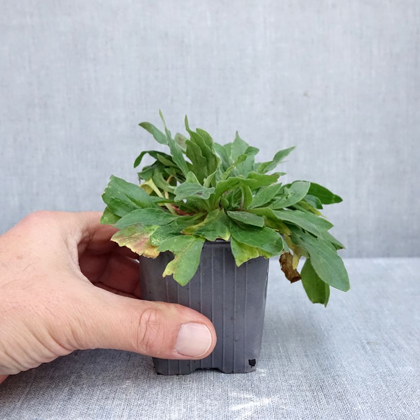 Example of Silene latifolia subsp. alba - Compagnon blanc Kweekpotje van 8/9 cm as you get in automne