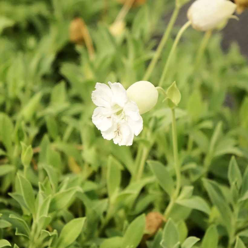 Silene uniflora Weisskehlchen - Lijmkruid (Bloei)