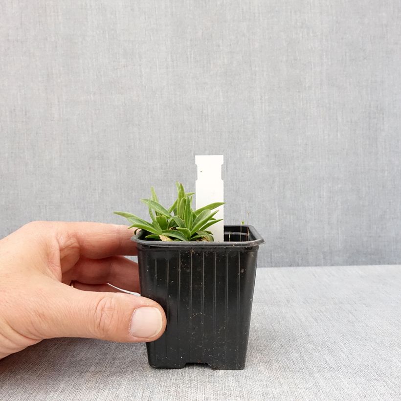 Exemplaar van Silene regia - Silène royal Kweekpotje van 8/9 cm zoals geleverd in de lente