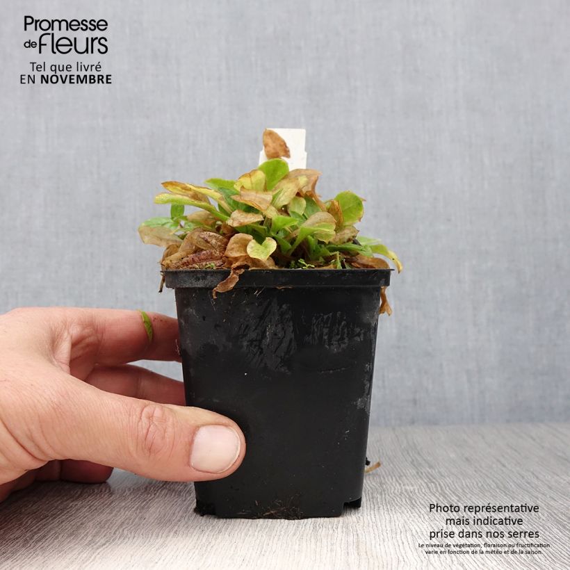 Exemplaar van Silene robotii Rollies Favorite - Dagkoekoeksbloem Kweekpotje van 7/8 cm zoals geleverd in de herfst
