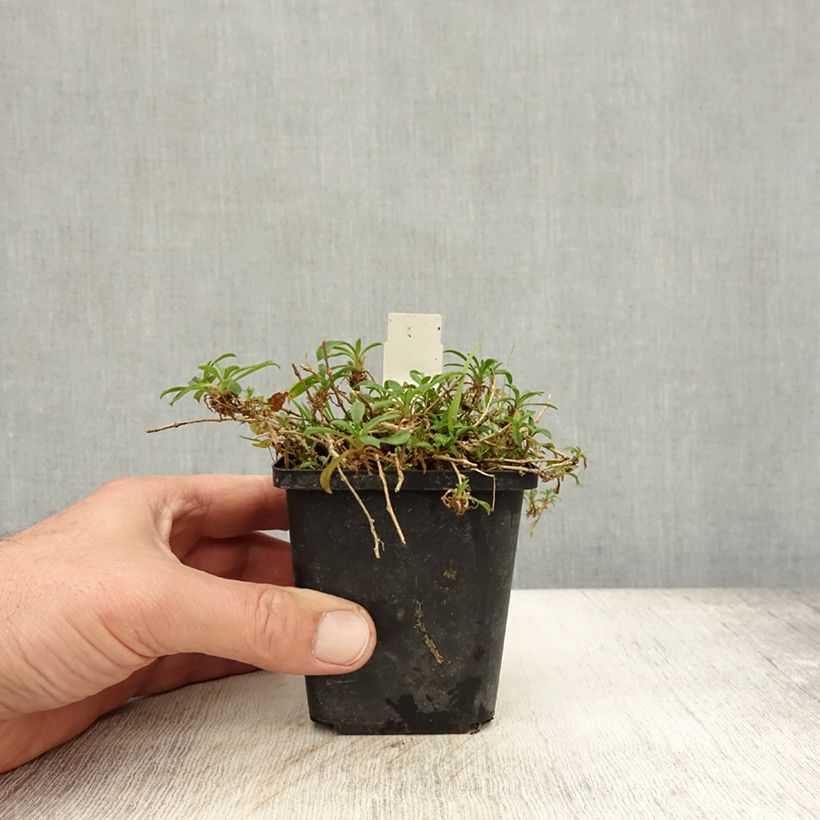 Exemplaar van Silene schafta - Lijmkruid Kweekpotje van 8/9 cm zoals geleverd in de herfst
