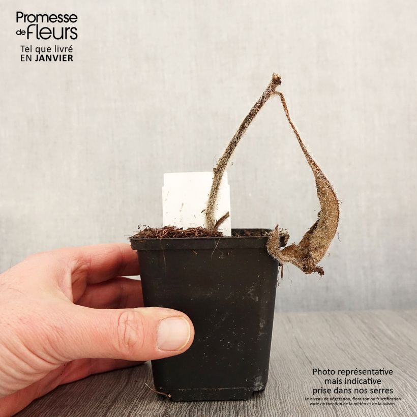 Example of Silphium mohrii  Kweekpotje van 8/9 cm as you get in hiver